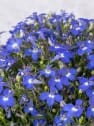 Lobelia erinus