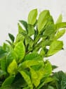 Gardenia jasminoides para exterior