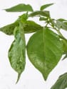 Pimiento Superpicante Trinidad Escorpion - Planta de huerto