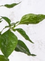 Pimiento Superpicante Trinidad Escorpion - Planta de huerto