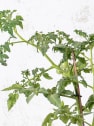 Tomate injertado Cherry EDOX F1 - Planta de huerto