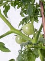 Tomate injertado Cherry EDOX F1 - Planta de huerto