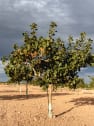 Pistacho 'Kerman' (Hembra)