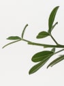 Genista maderensis