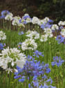 Aagapanthus africanus (Agapanto)