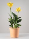 Canna indica