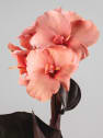 Canna indica