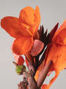 Canna indica