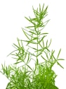 Asparagus sprengeri (Esparraguera de jardín)
