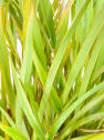 Phormium tenax