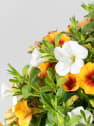 Calibrachoa