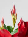 Dipladenia Mandevilla (arbustiva)