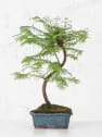 Bonsai Metasequoia