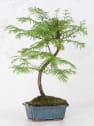Bonsai Metasequoia