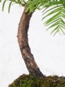 Bonsai Metasequoia