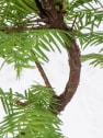 Bonsai Metasequoia