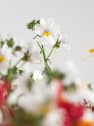 Nemesia
