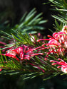 Grevillea juniperina