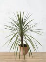 Dracaena indivisa dazzler (cordyline australis dazzler)