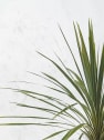 Dracaena indivisa dazzler (cordyline australis dazzler)