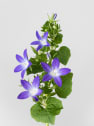 Campanula Addenda® colgante