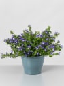 Campanula Addenda® colgante