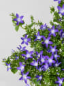 Campanula Addenda® colgante