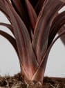 Dracaena Cordyline australis 'Red Star'