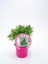 Poleo (mentha pulegium) - Planta aromática