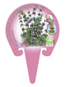 Poleo (mentha pulegium) - Planta aromática
