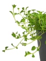 Poleo (mentha pulegium) - Planta aromática