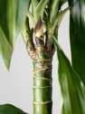 Dracaena fragrans 'Hawaiian Sunshine'