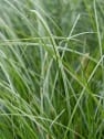 Gramínea Carex testacea