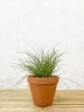 Gramínea Carex testacea