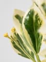 Euonymus japónica bravo