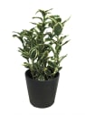 Euonymus japónica bravo