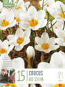 Bulbos de Crocus chrysanthus 'Ard Schenk'