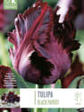 Bulbos de Tulipán gesneriana 'Black Parrot'