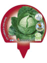 Col Lisa - Pack de 6 plantas de huerto