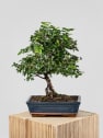 Bonsai Ciruelo dulce chino (Sageretia theezans)