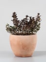 Coprosma 'Chocolate Soldier'