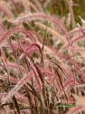 Gramínea Cenchrus × cupreus 'Fireworks'