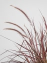 Gramínea Pennisetum 'Fireworks'