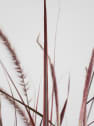 Gramínea Pennisetum 'Fireworks'