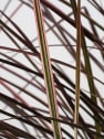 Gramínea Pennisetum 'Fireworks'