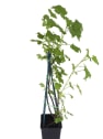 Grosellero (ribes rubrum cerise blanche)