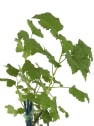 Grosellero (ribes rubrum cerise blanche)