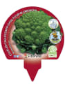 Coliflor Romanesco - Planta de huerto