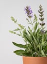 Salvia officinalis - Planta aromática