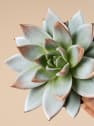 Echeveria 'Miranda' de colores